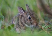 First Bunny of Spring